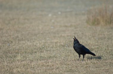 Leş karga (Corvus corone) mısır taneleri toplama. Gallocanta Lagün Doğal Rezerv. Aragon. İspanya.