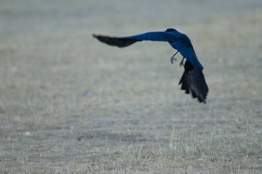 Leş kargası (Corvus corone) uçuş alıyor. Gallocanta Lagün Doğal Rezerv. Aragon. İspanya.