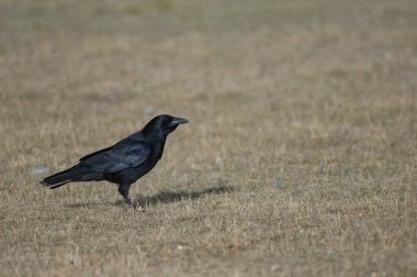 Leş kargası (Corvus corone). Gallocanta Lagün Doğal Rezerv. Aragon. İspanya.
