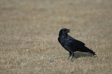 Leş karga (Corvus corone) gagasında meşe palamudu ile. Gallocanta Lagün Doğal Rezerv. Aragon. İspanya.