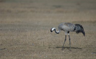 Ortak vinç (Grus grus). Gallocanta Lagün Doğal Rezerv. Aragon. İspanya.