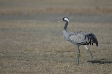 Ortak vinç (Grus grus) bir bacak olmadan. Gallocanta Lagün Doğal Rezerv. Aragon. İspanya.