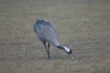 Ortak vinç (Grus grus) yiyecek arayan bir bacak parçası olmadan. Gallocanta Lagün Doğal Rezerv. Aragon. İspanya.