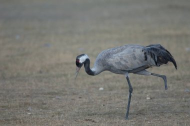 Ortak vinç (Grus grus) yiyecek arayan bir bacak parçası olmadan. Gallocanta Lagün Doğal Rezerv. Aragon. İspanya.