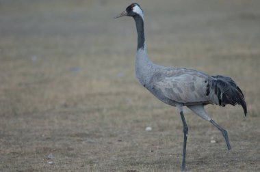 Ortak vinç (Grus grus) bir bacak parçası olmadan. Gallocanta Lagün Doğal Rezerv. Aragon. İspanya.