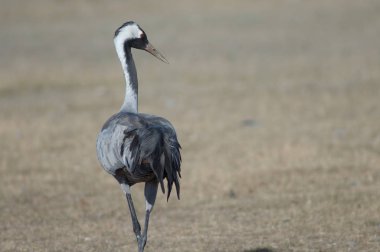 Ortak vinç (Grus grus). Gallocanta Lagün Doğal Rezerv. Aragon. İspanya.