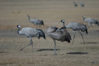 Genç vinç (Grus grus) preening. Gallocanta Lagünü Doğal Rezerv. Aragon. İspanya.