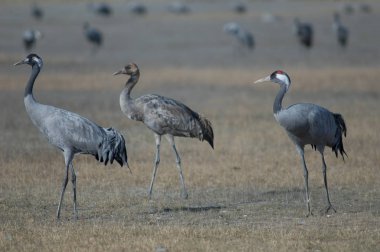 Ortak vinçler (Grus grus). İki yetişkin ve bir çocuk. Gallocanta Lagün Doğal Rezerv. Aragon. İspanya.