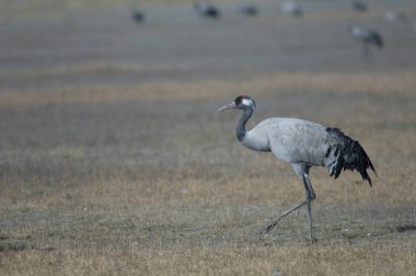 Ortak vinç (Grus grus). Gallocanta Lagün Doğal Rezerv. Aragon. İspanya.