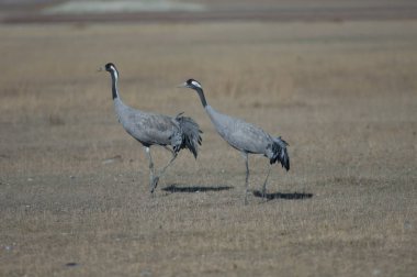 Ortak vinçler (Grus grus). Gallocanta Lagün Doğal Rezerv. Aragon. İspanya.