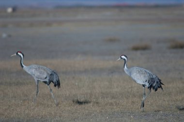 Ortak vinçler (Grus grus). Gallocanta Lagün Doğal Rezerv. Aragon. İspanya.