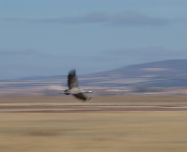 Ortak vinç (Grus grus) uçan. Gallocanta Lagün Doğal Rezerv. Aragon. İspanya.