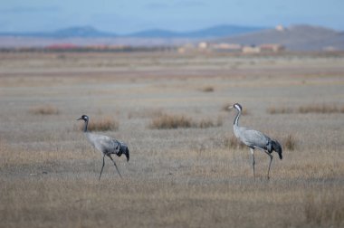 Ortak vinçler (Grus grus). Gallocanta Lagün Doğal Rezerv. Aragon. İspanya.