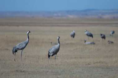 Ortak vinçler (Grus grus). Gallocanta Lagün Doğal Rezerv. Aragon. İspanya.