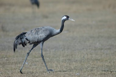 Ortak vinç (Grus grus). Gallocanta Lagün Doğal Rezerv. Aragon. İspanya.