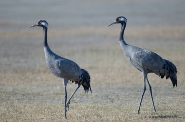 Ortak vinçler (Grus grus). Gallocanta Lagün Doğal Rezerv. Aragon. İspanya.