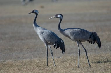 Ortak vinçler (Grus grus). Gallocanta Lagün Doğal Rezerv. Aragon. İspanya.