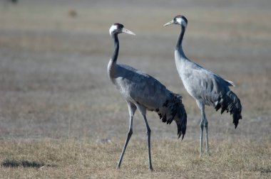 Ortak vinçler (Grus grus). Gallocanta Lagün Doğal Rezerv. Aragon. İspanya.