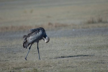 Juvenil ortak vinç (Grus grus) preening. Gallocanta Lagün Doğal Rezerv. Aragon. İspanya.