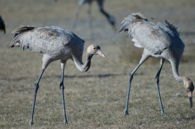 Juvenil ortak vinçler (Grus grus). Gallocanta Lagün Doğal Rezerv. Aragon. İspanya.