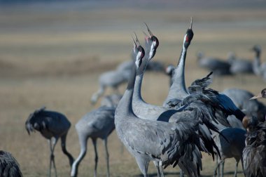 Ortak vinçler (Grus grus) iddia. Gallocanta Lagün Doğal Rezerv. Aragon. İspanya.