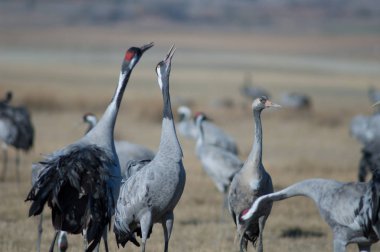 Ortak vinçler (Grus grus) iddia. Gallocanta Lagün Doğal Rezerv. Aragon. İspanya.