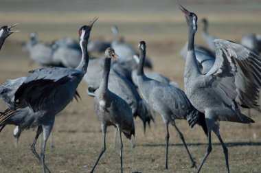 Ortak vinçler (Grus grus). Çocuk ve çocuk iddia. Gallocanta Lagün Doğal Rezerv. Aragon. İspanya.