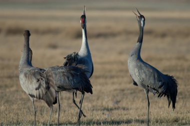 Ortak vinçler (Grus grus) iddia. Gallocanta Lagün Doğal Rezerv. Aragon. İspanya.