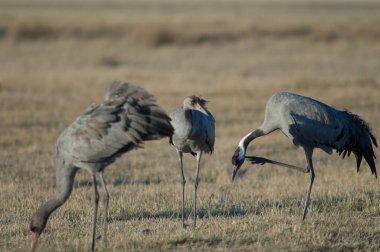 Ortak vinç (Grus grus) çizilme. Gallocanta Lagün Doğal Rezerv. Aragon. İspanya.