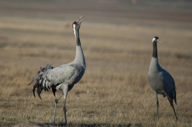 Ortak vinç (Grus grus) iddia. Gallocanta Lagün Doğal Rezerv. Aragon. İspanya.