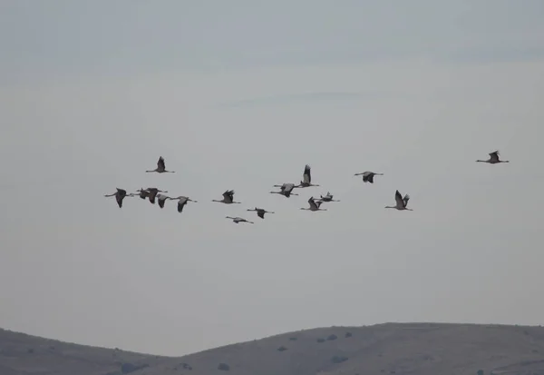 Kraniche Grus Grus Flug Gallocanta Lagune Aragon Spanien — Stockfoto