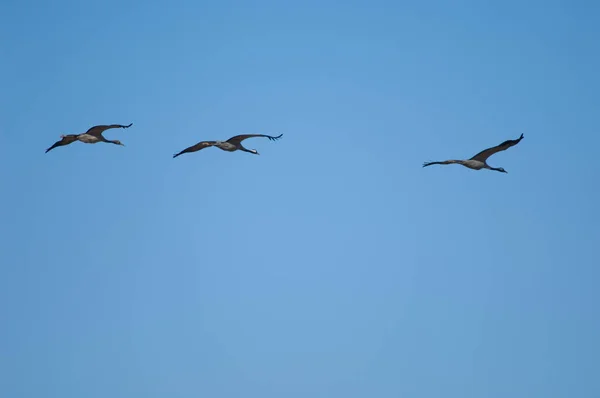 Guindastes Comuns Grus Grus Voo Lagoa Gallocanta Aragão Espanha — Fotografia de Stock