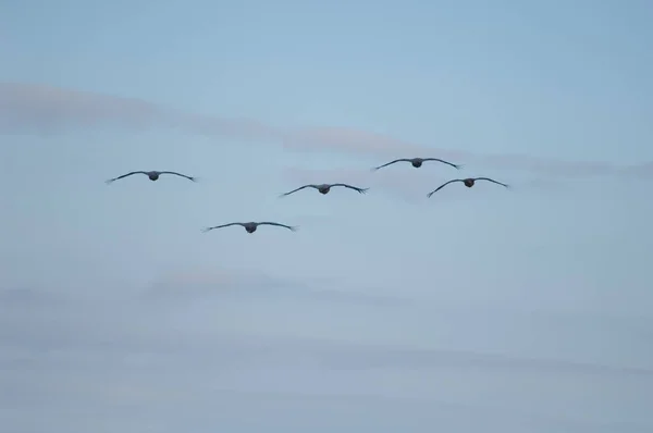 Grúas Comunes Grus Grus Vuelo Laguna Gallocanta Aragón España —  Fotos de Stock