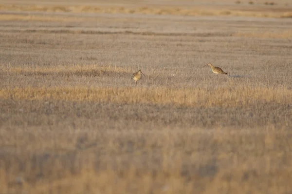 Curlews Eurasiáticos Numenius Arquata Reserva Natural Laguna Gallocanta Aragón España —  Fotos de Stock