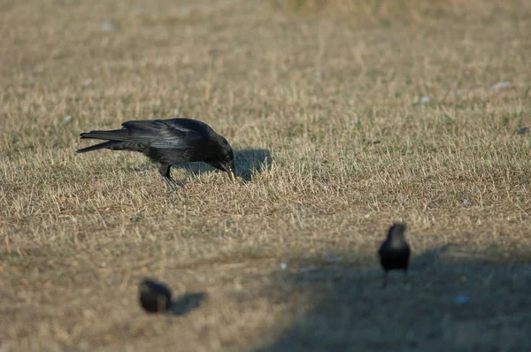 Carrion Crow Corvus Corone Collecting Corn Grains Gallocanta Lagoon Natural — Stock Photo, Image