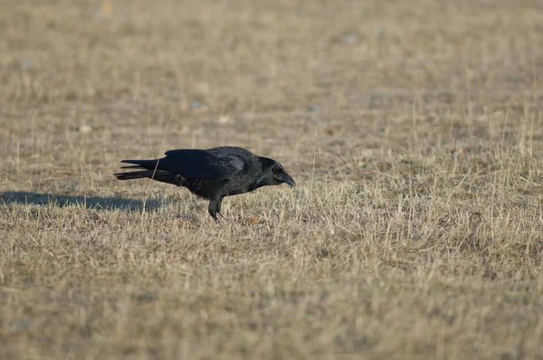 Carrion Crow Corvus Corone Jedzenie Rezerwatu Przyrody Laguna Gallocanta Aragon — Zdjęcie stockowe