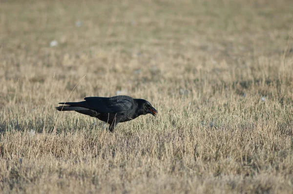 Carrión Cuervo Corvus Corone Recolectando Bellotas Reserva Natural Laguna Gallocanta —  Fotos de Stock