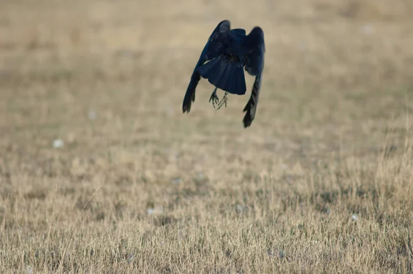 Cuervo Transporte Corvus Corone Tomando Vuelo Reserva Natural Laguna Gallocanta — Foto de Stock