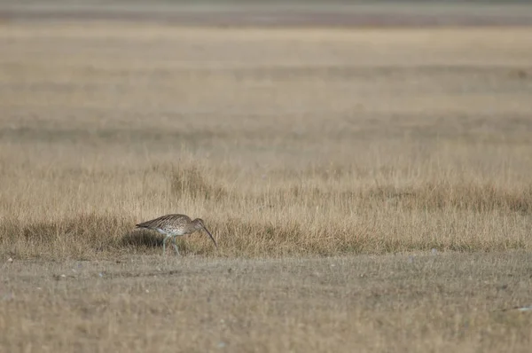 Eurasian Curlew Numenius Arquata Searching Food Gallocanta Lagoon Natural Reserve — Stock Photo, Image