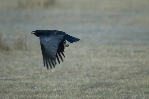 Corvo Carnivoro Corvus Corone Volo Con Chicchi Mais Nel Becco — Foto Stock