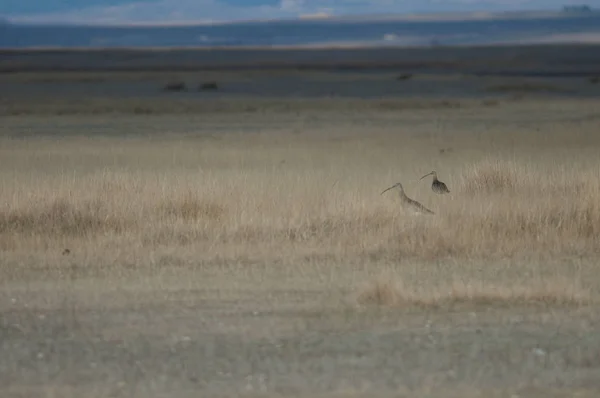 Eurasian Curlews Numenius Arquata Gallocanta Lagoon Natural Reserve Aragon Spain — Stock Photo, Image