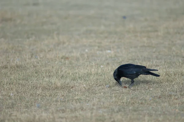 Leş Karga Corvus Corone Bir Meşe Palamudu Ile Gallocanta Lagün — Stok fotoğraf