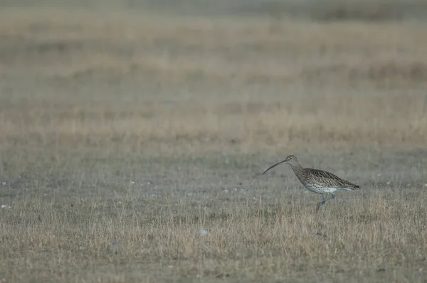 Nagy Póling Numenius Arquata Gallocanta Lagoon Természetvédelmi Aragon Spanyolország — Stock Fotó