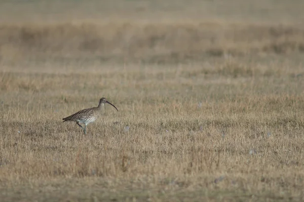 Nagy Póling Numenius Arquata Gallocanta Lagoon Természetvédelmi Aragon Spanyolország — Stock Fotó