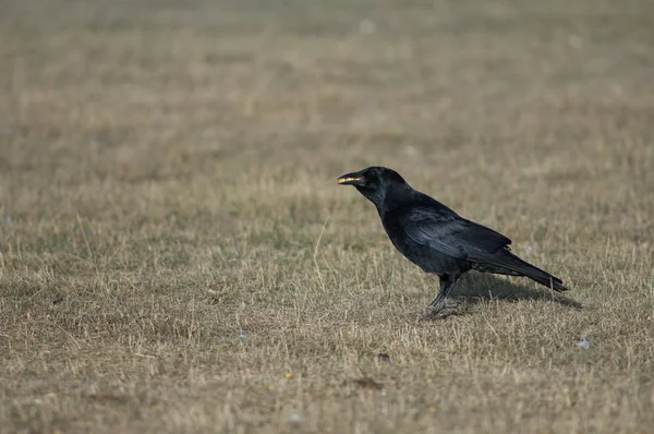 Corvo Carnivoro Corvus Corone Con Chicchi Mais Nel Becco Riserva — Foto Stock