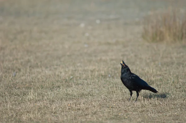 Corvo Carogna Corvus Corone Che Raccoglie Grani Mais Riserva Naturale — Foto Stock