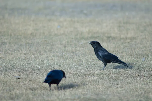 Cuervo Portador Corvus Corone Con Granos Maíz Pico Reserva Natural —  Fotos de Stock