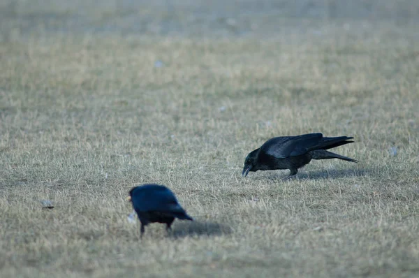 Cuervos Transporte Corvus Corone Busca Comida Reserva Natural Laguna Gallocanta — Foto de Stock