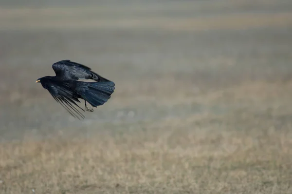 Corvo Carnivoro Corvus Corone Volo Con Chicchi Mais Nel Becco — Foto Stock