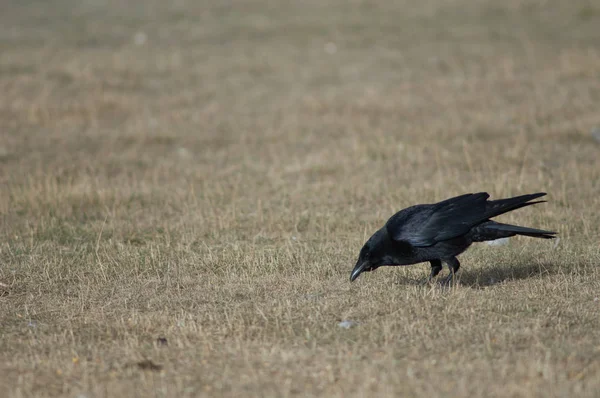 Carrion Wrony Corvus Corone Poszukiwanie Żywności Rezerwatu Przyrody Laguna Gallocanta — Zdjęcie stockowe